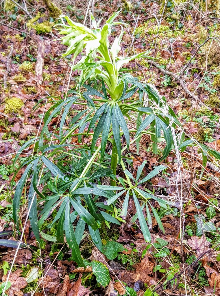 Hellébore ou Ellébore